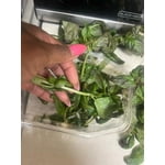 Image 7 of customer photos