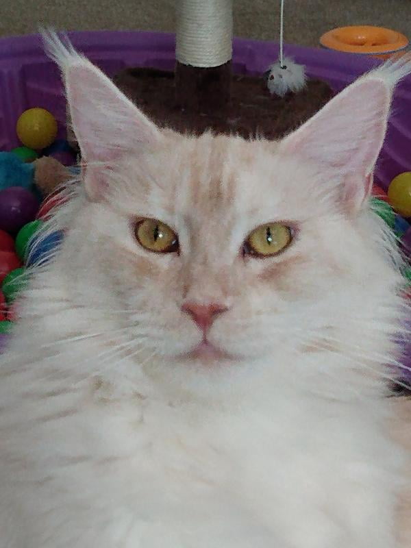 walmart petarmor plus cats