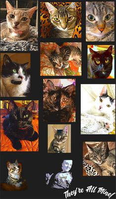 purina gentle cat food walmart