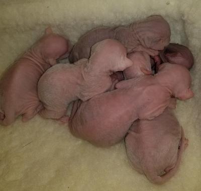 kmr kitten formula walmart