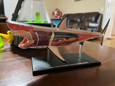 TEDCO 4D Vision Great White Shark Detachable Anatomy Model, 20