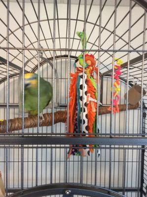 silverado macaw cage