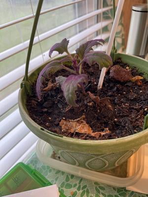 Gynura Purple Passion Plant - 2.5"" Pot - Ideal for Home or Office - Live Indoor  Houseplant" - Walmart.com