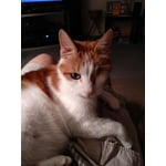 Image 2 of customer photos