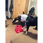 Image 4 of customer photos