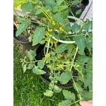 Image 7 of customer photos