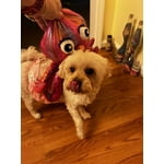 Image 7 of customer photos