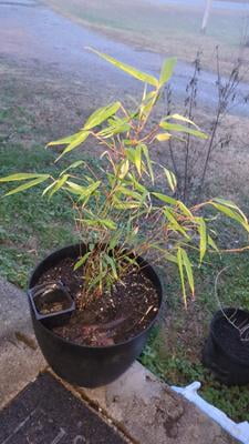 Little Red Head Clumping Bamboo - Fargesia rufa - 4" Pot - RARE - Indoors  or Out - Walmart.com