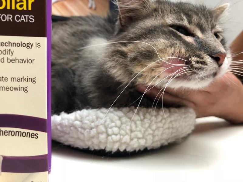 cat calming collar walmart