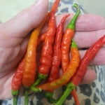 Image 4 of customer photos