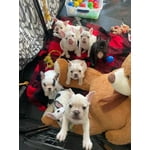 Image 4 of customer photos