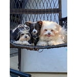 Image 3 of customer photos