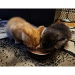 Image 5 of customer photos