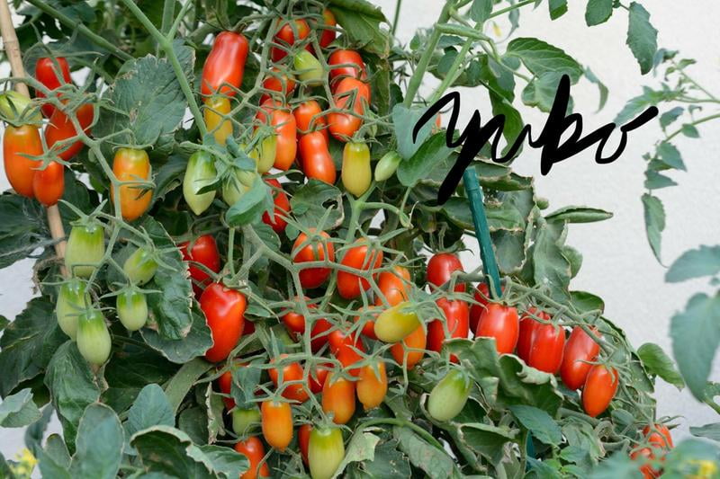 Bonnie Plants Juliet Tomato 19 3 Oz Walmart Com Walmart Com