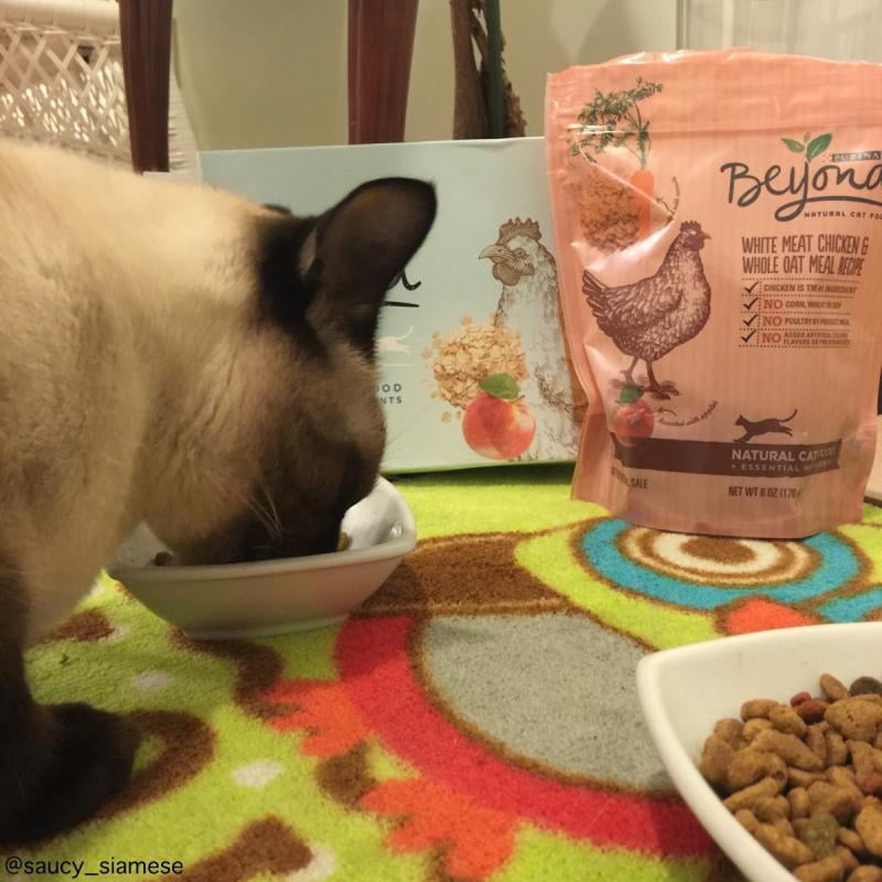 purina beyond cat food walmart