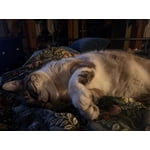 Image 4 of customer photos