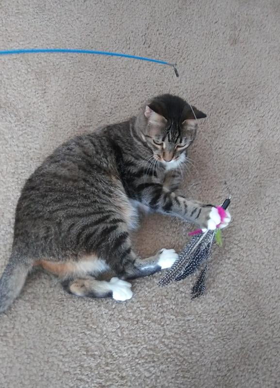 Hartz Just for Cats Kitty Caster Cat Toy - Walmart.ca