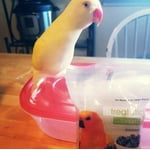 Image 5 of customer photos