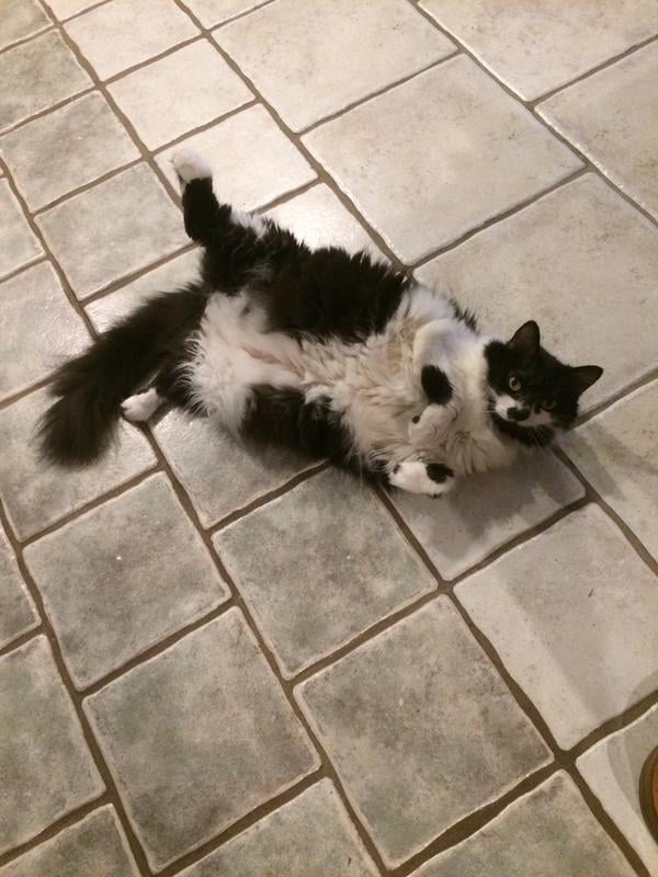 amazing cat litter walmart