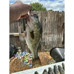 Image 3 of customer photos