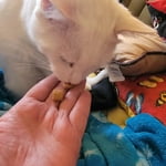 Image 6 of customer photos