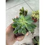 Image 7 of customer photos