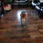 Image 7 of customer photos