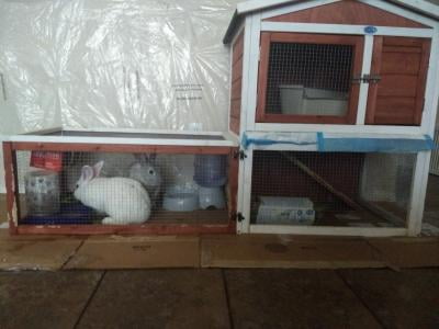 jaxpety rabbit hutch