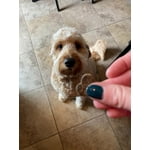 Image 6 of customer photos