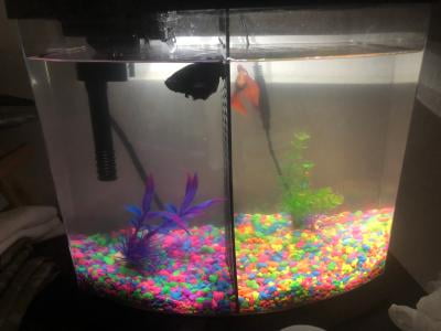 aqueon 2.5 gallon fish tank