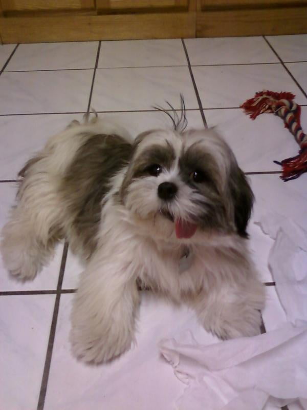 adult shih tzu