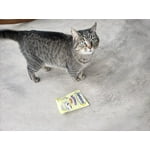 Image 7 of customer photos