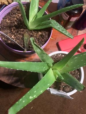 Element Live 4IN Aloe Vera Plant - Walmart.com