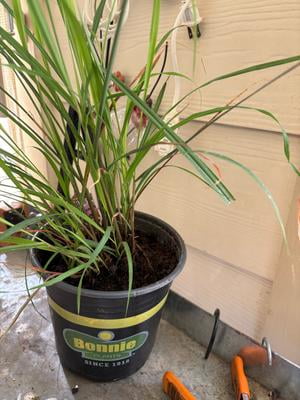 Bonnie Plants Lemongrass 2.32 qt. - Walmart.com