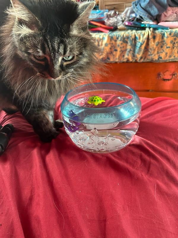 Why Does My Cat Drop Toys in the Water Bowl: Uncovering Feline Curiosity