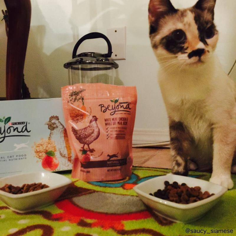 purina beyond cat food walmart