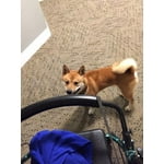 Image 4 of customer photos