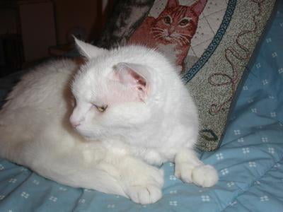 yesterday's news litter walmart