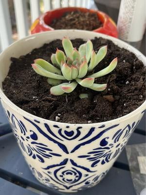 frosty blue succulent Echeveria minima 6" Pot