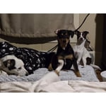 Image 5 of customer photos