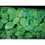 Imagen 5 de las fotos del cliente