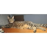 Image 5 of customer photos