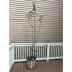 Image 4 of customer photos