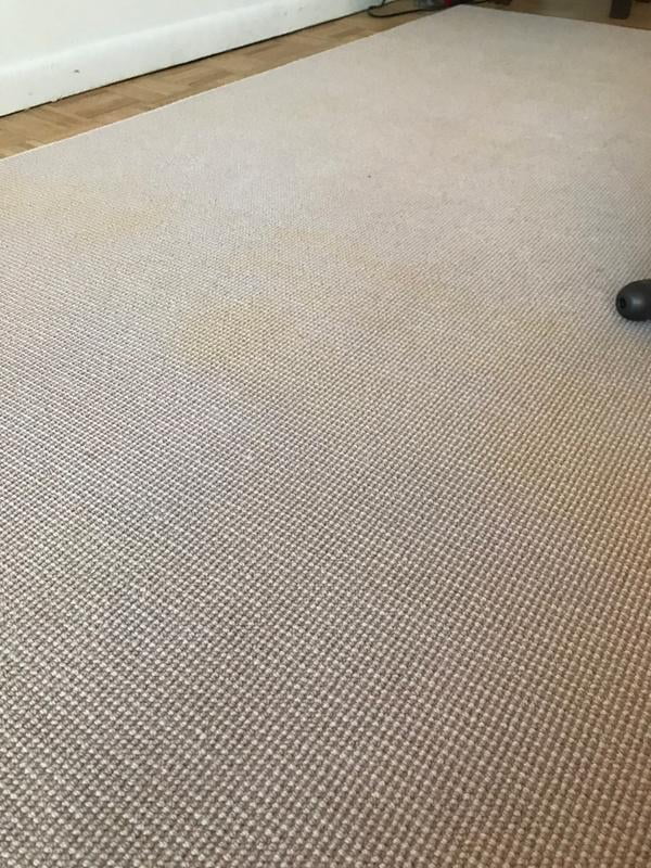 Scotchguard For Carpet Carpet Vidalondon