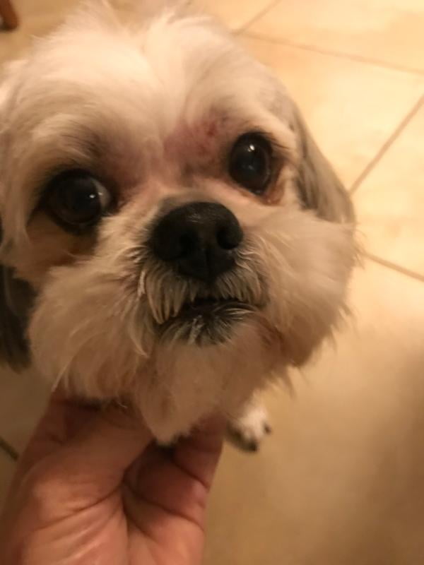 member's mark grain free salmon and pea dog food reviews