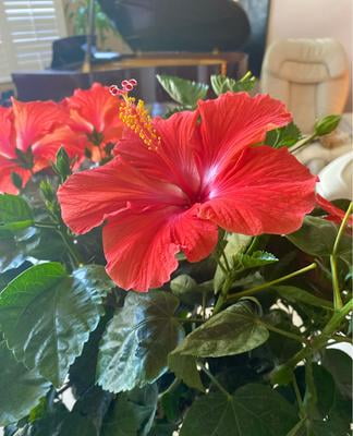 Island Blooms 10