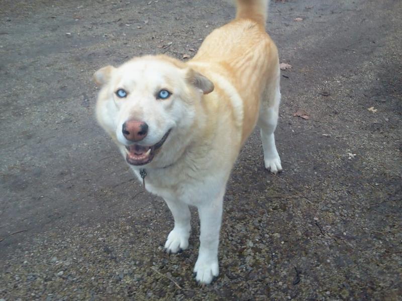 bissell bark bath walmart