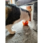 Image 7 of customer photos