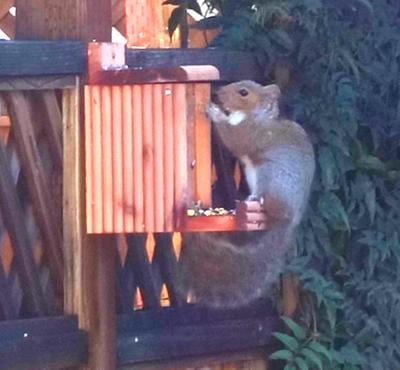 Pennington Classic Cedar Squirrel Snacker Feeding Station