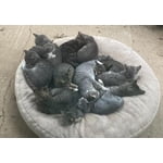 Image 6 of customer photos